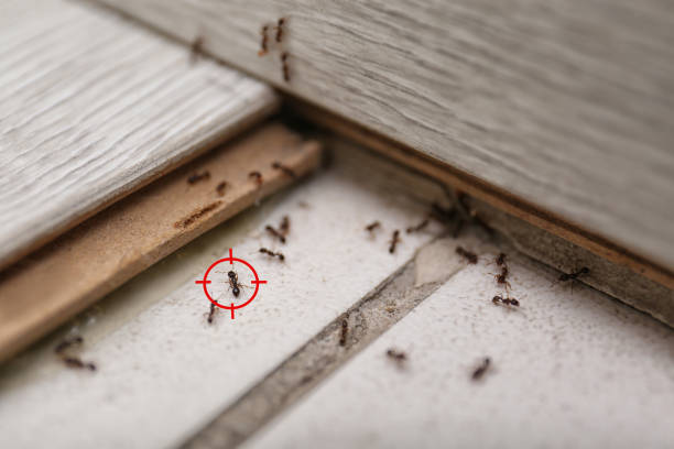 Spider Control Near Me in Clarksburg, MD