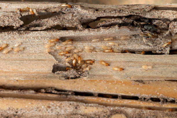Best Bed Bug Extermination  in Clarksburg, MD